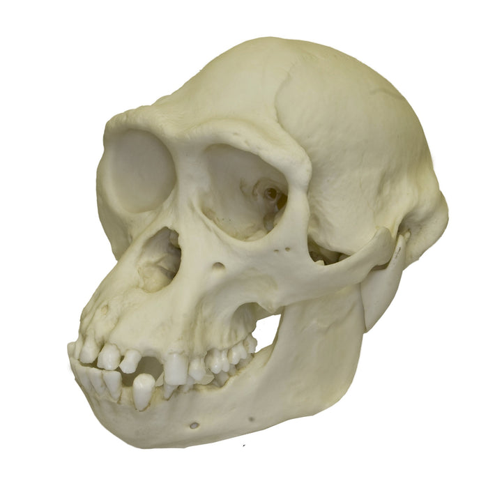 Replica Bonobo Skull - Male