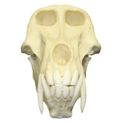 Replica Chacma Baboon Skull - Male
