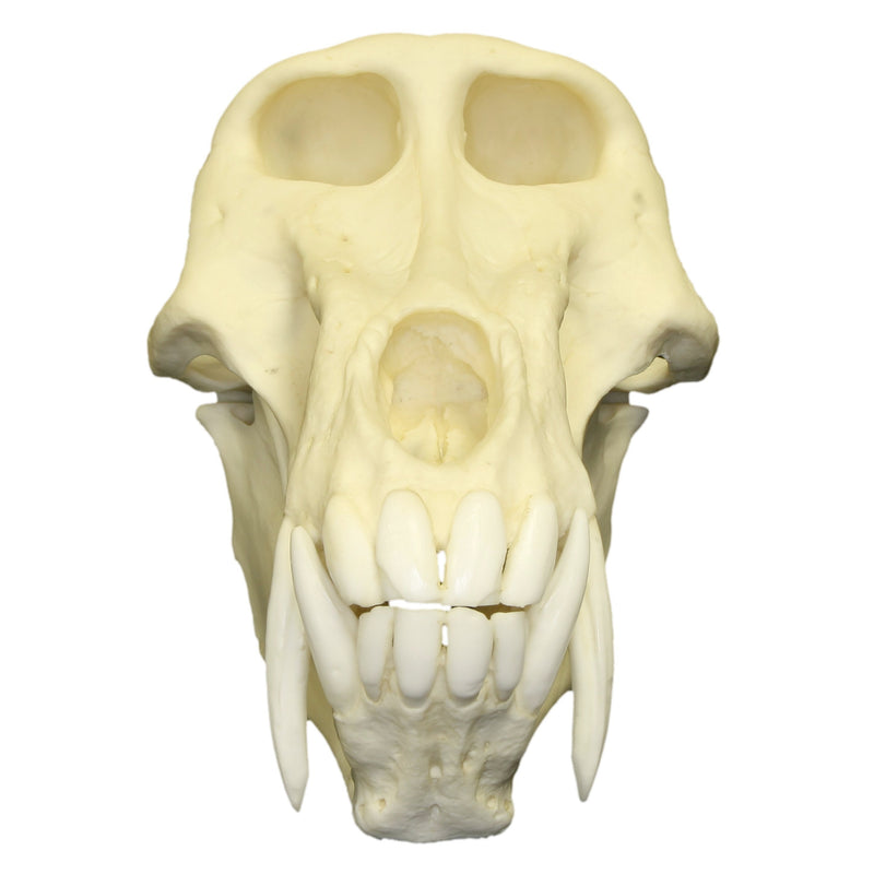 Replica Chacma Baboon Skull - Male