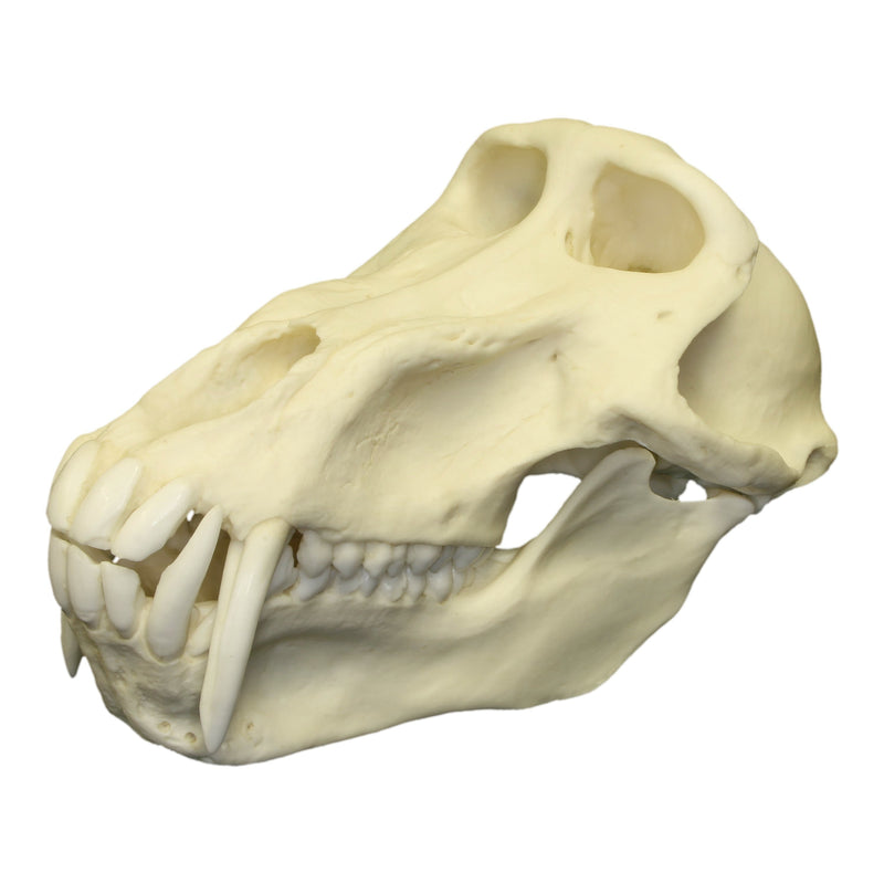 Replica Chacma Baboon Skull - Male