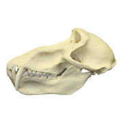 Replica Chacma Baboon Skull - Male