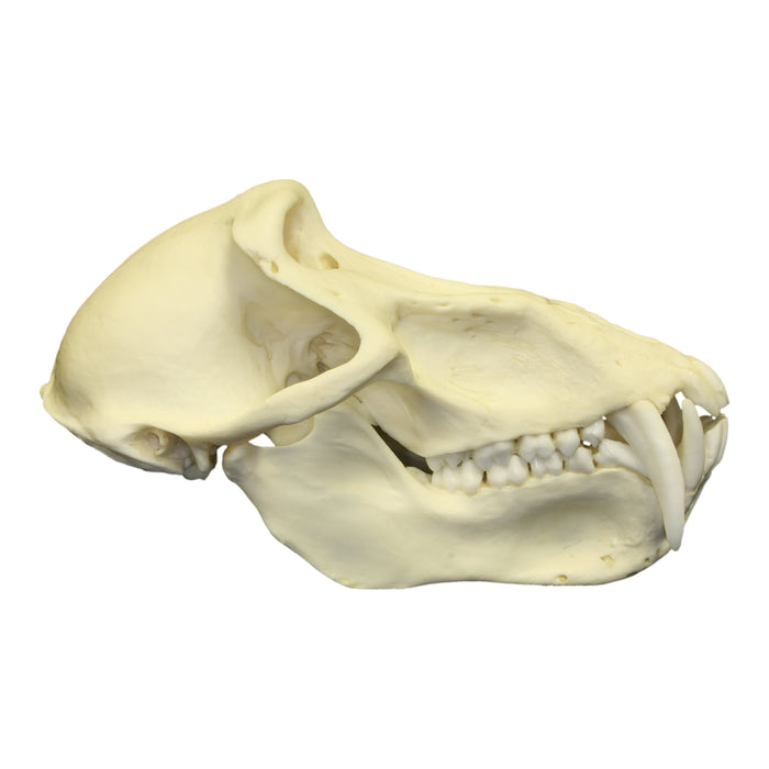 Replica Chacma Baboon Skull - Male