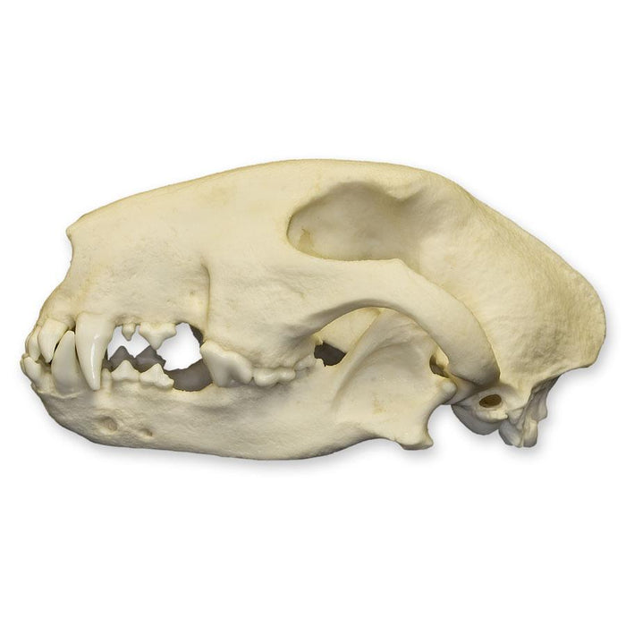 Replica Bull Terrier Dog Skull