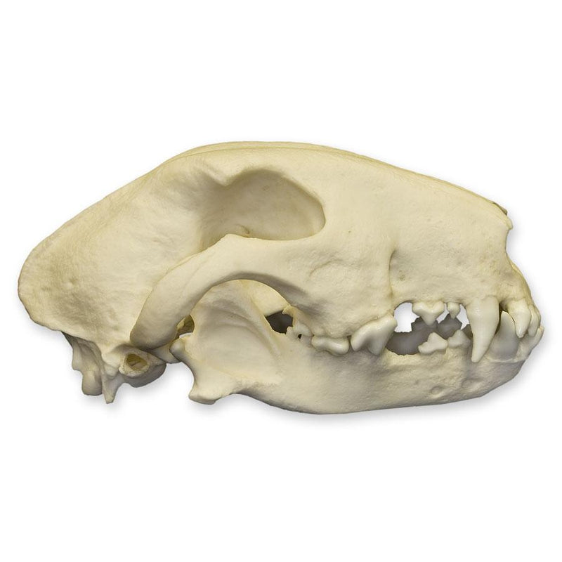 Replica Bull Terrier Dog Skull