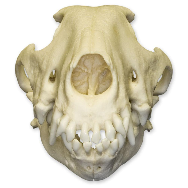 Replica Bull Terrier Dog Skull