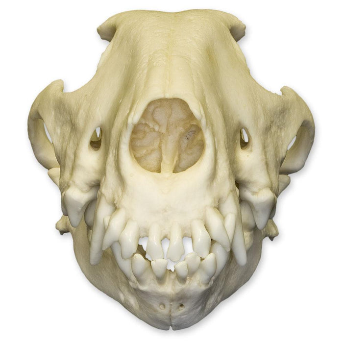 Replica Bull Terrier Dog Skull