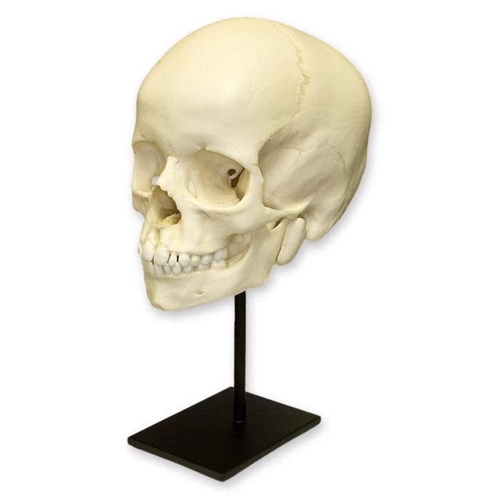 Replica 6-year-old Human Child Skull