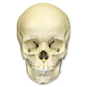 Replica 6-year-old Human Child Skull