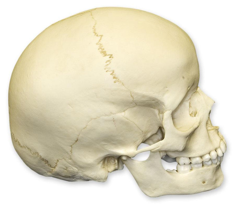 Replica 6-year-old Human Child Skull