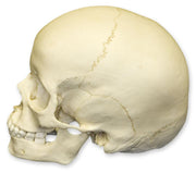Replica 6-year-old Human Child Skull