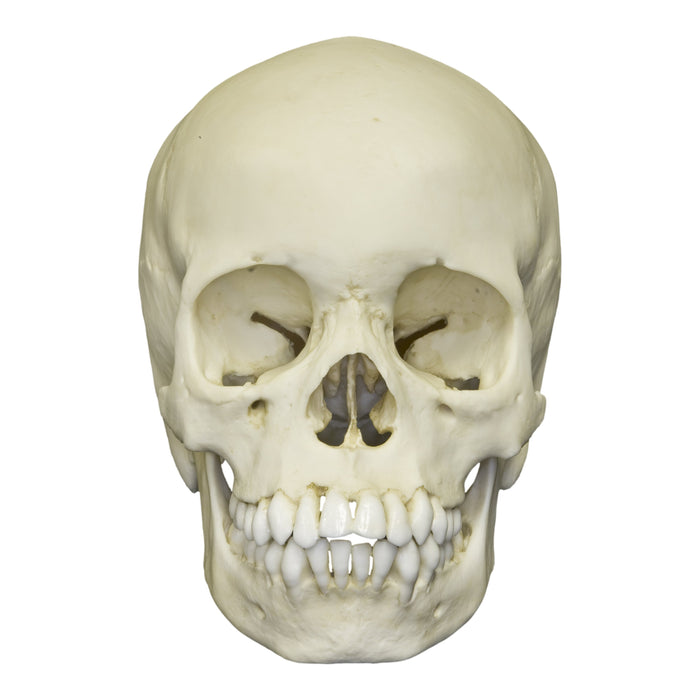 Replica 13-year-old Human Child Skull