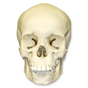 Replica 9-year-old Human Child Skull