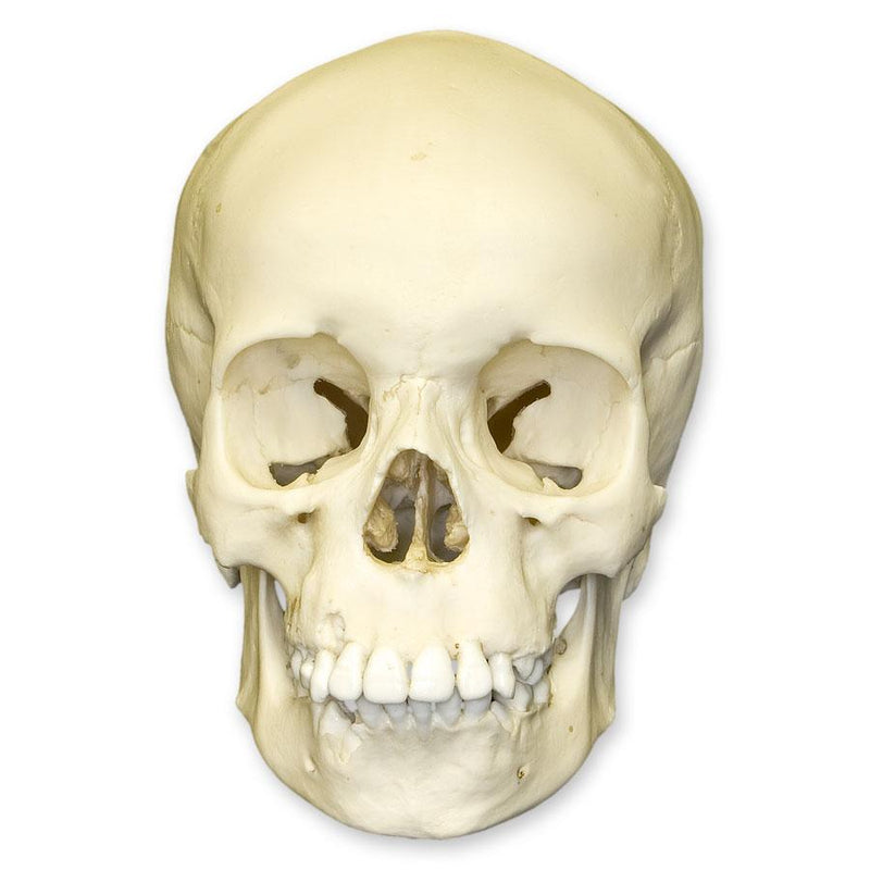 Replica 9-year-old Human Child Skull