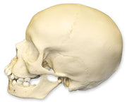 Replica 9-year-old Human Child Skull