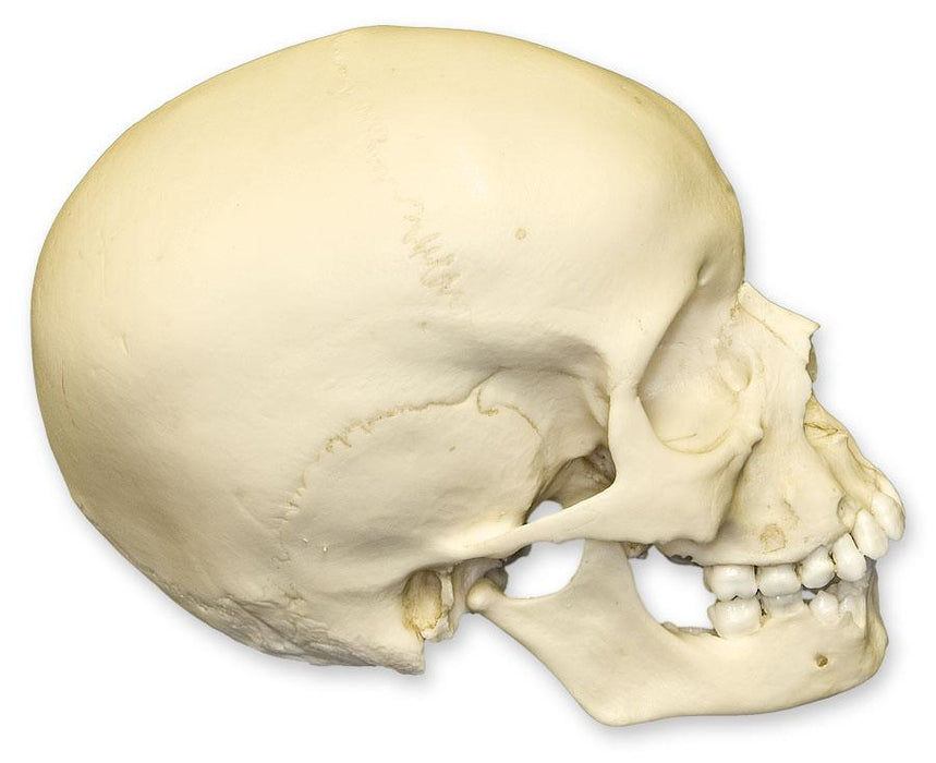 Replica 9-year-old Human Child Skull