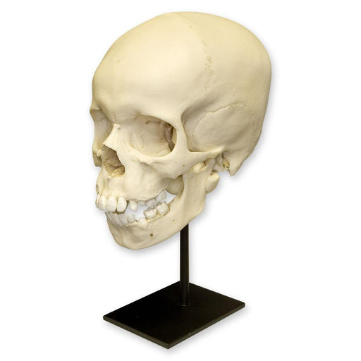 Replica 9-year-old Human Child Skull