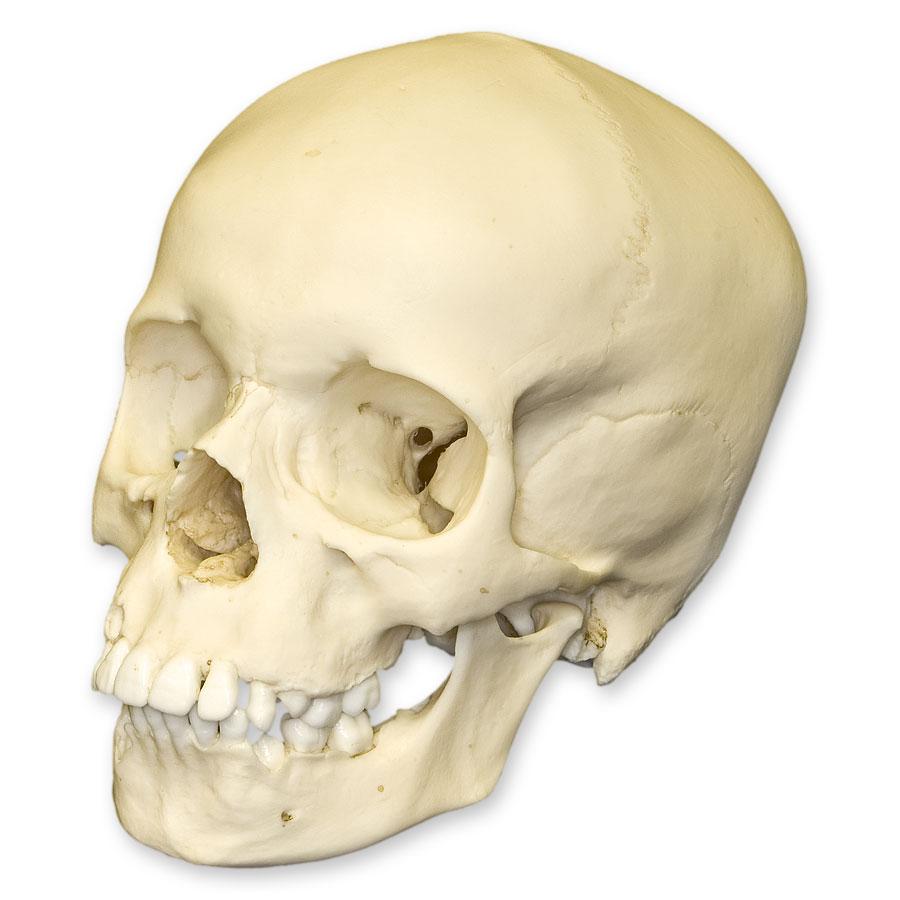 スカル (Skull) 9jupf8b スカル (Skull) 9jupf8b