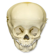 Replica 1-year-old Human Child Skull - Calvarium Cut