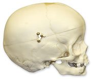 Replica 1-year-old Human Child Skull - Calvarium Cut