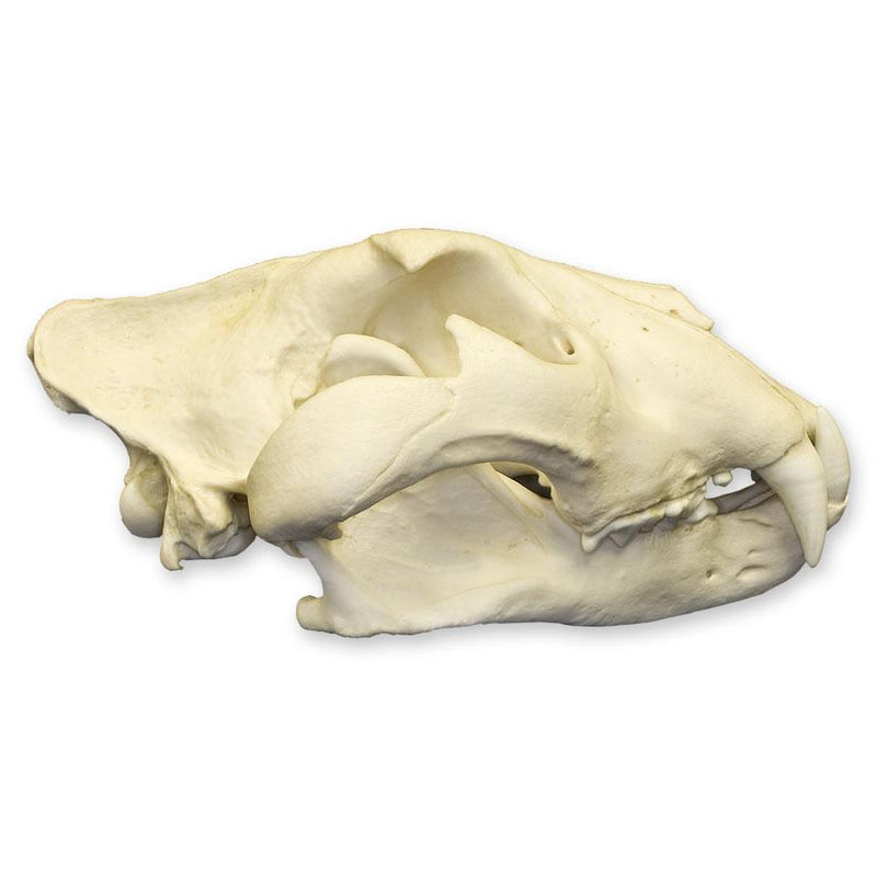 Replica African Lion Skull - Extra Large