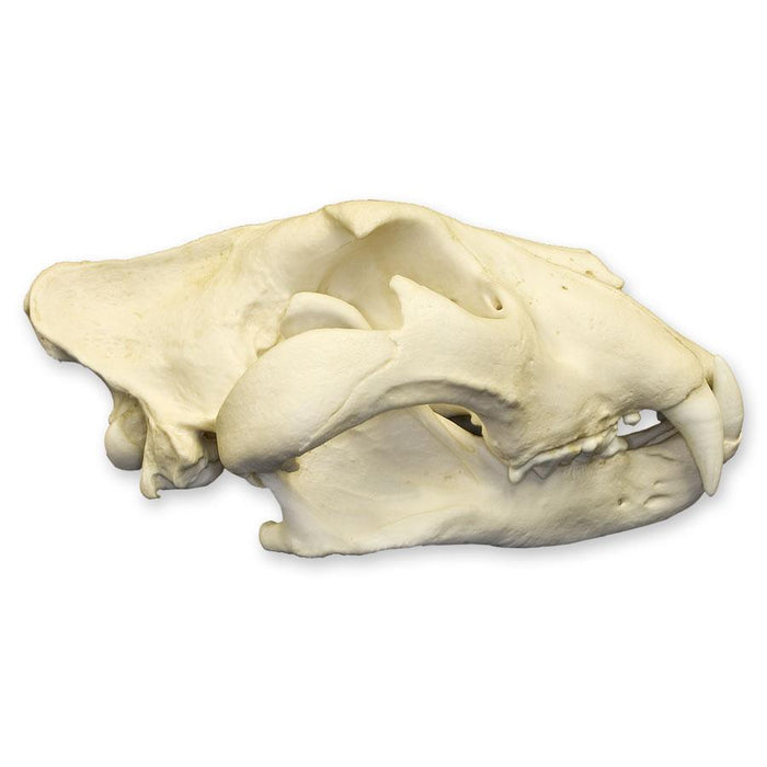 Replica Extra Large African Lion Skull