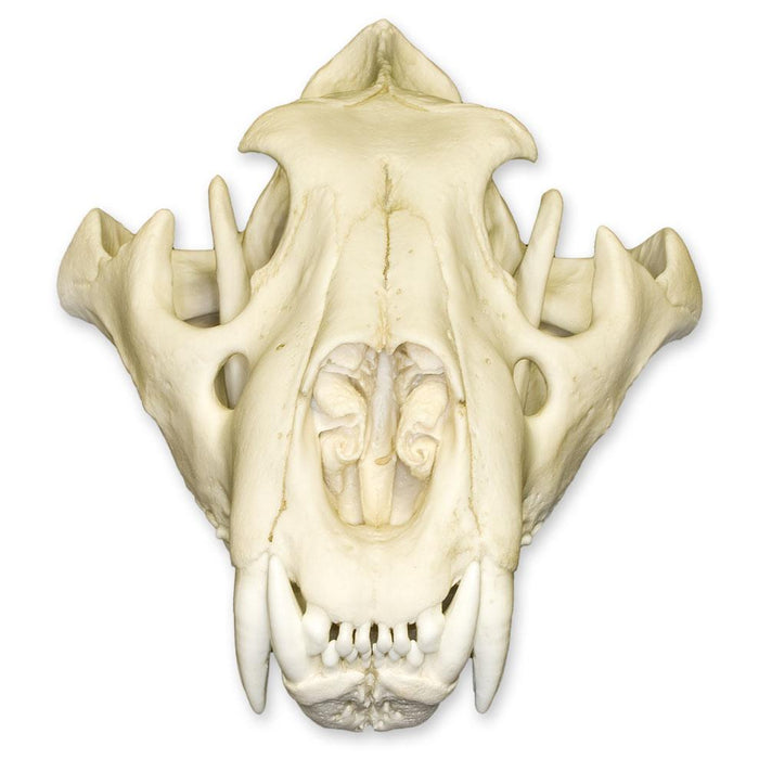 Replica Extra Large African Lion Skull
