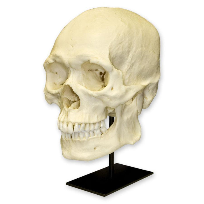 Replica Human Skull - Robust Asian Male