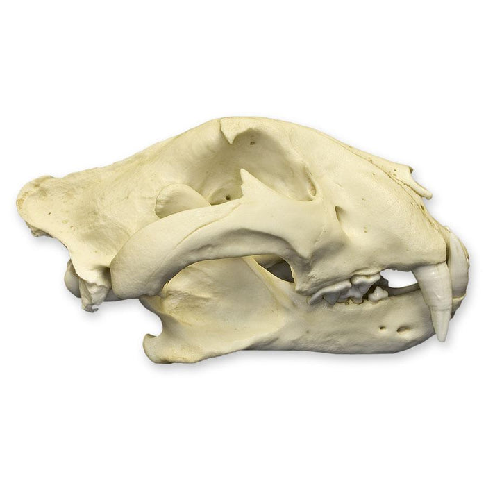 Replica Bengal Tiger Skull