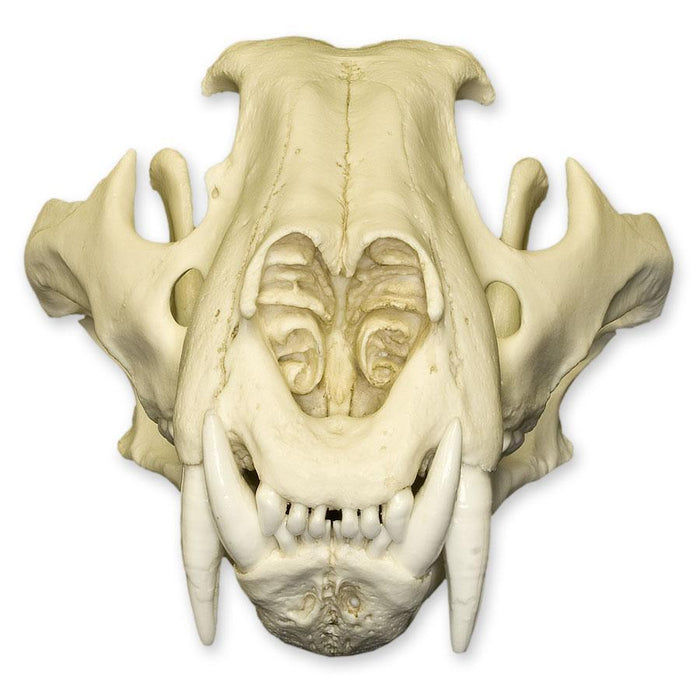 Replica Bengal Tiger Skull