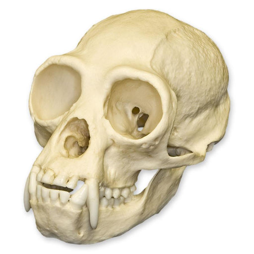 Replica White-handed Gibbon Skull