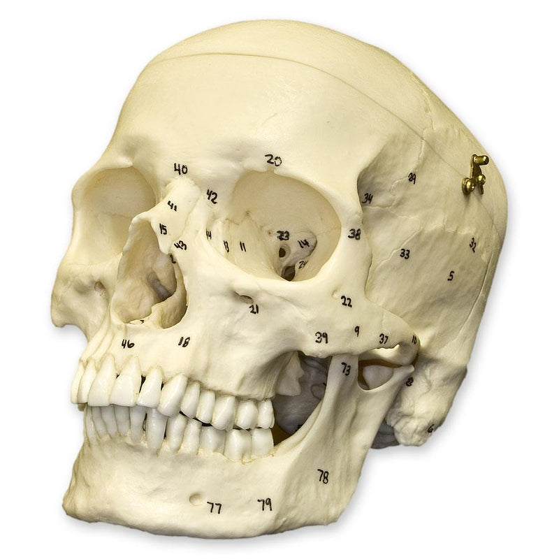 Replica Human European Male Skull - Calvarium Cut and Numbered