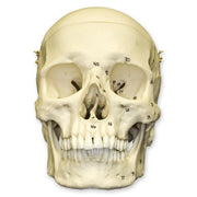 Replica Human European Male Skull - Calvarium Cut and Numbered