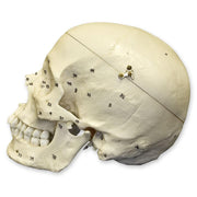 Replica Human European Male Skull - Calvarium Cut and Numbered