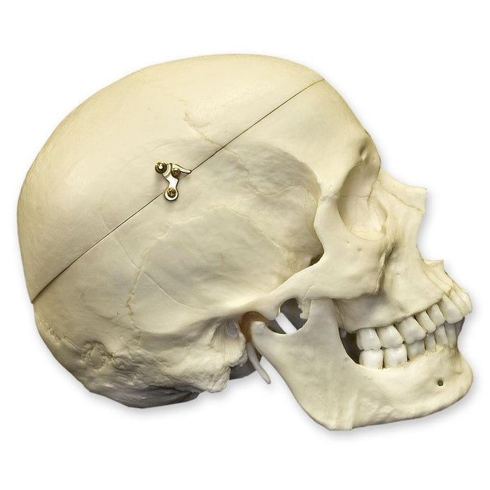 Replica Human European Male Skull with Calvarium Cut and Numbered