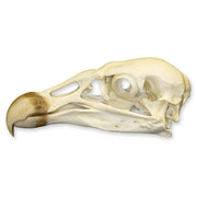 Replica Andean Condor Skull