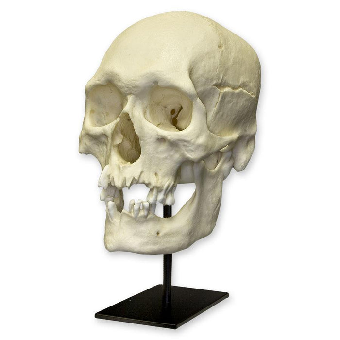 Replica Human Skull - Polynesian Male