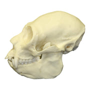 Replica Saki Monkey Skull