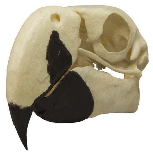 Replica Scarlet Macaw Skull