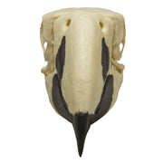 Replica Scarlet Macaw Skull