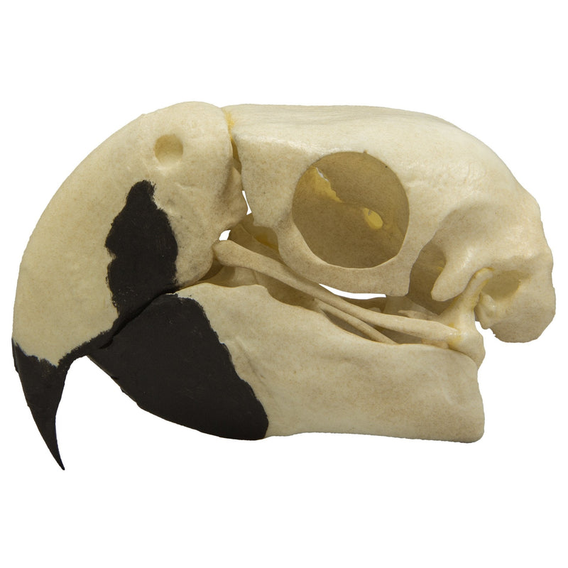 Replica Scarlet Macaw Skull