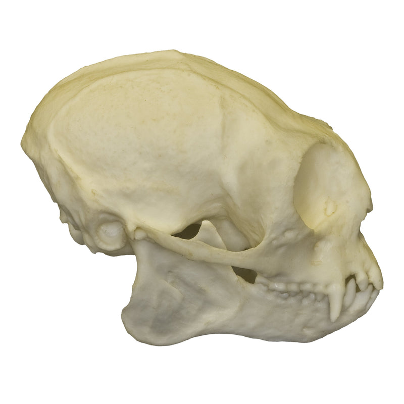 Replica Common Marmoset Skull