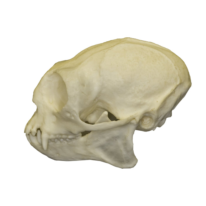 Replica Common Marmoset Skull