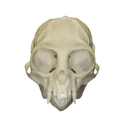 Replica Common Marmoset Skull
