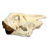 Replica Galápagos Tortoise Skull