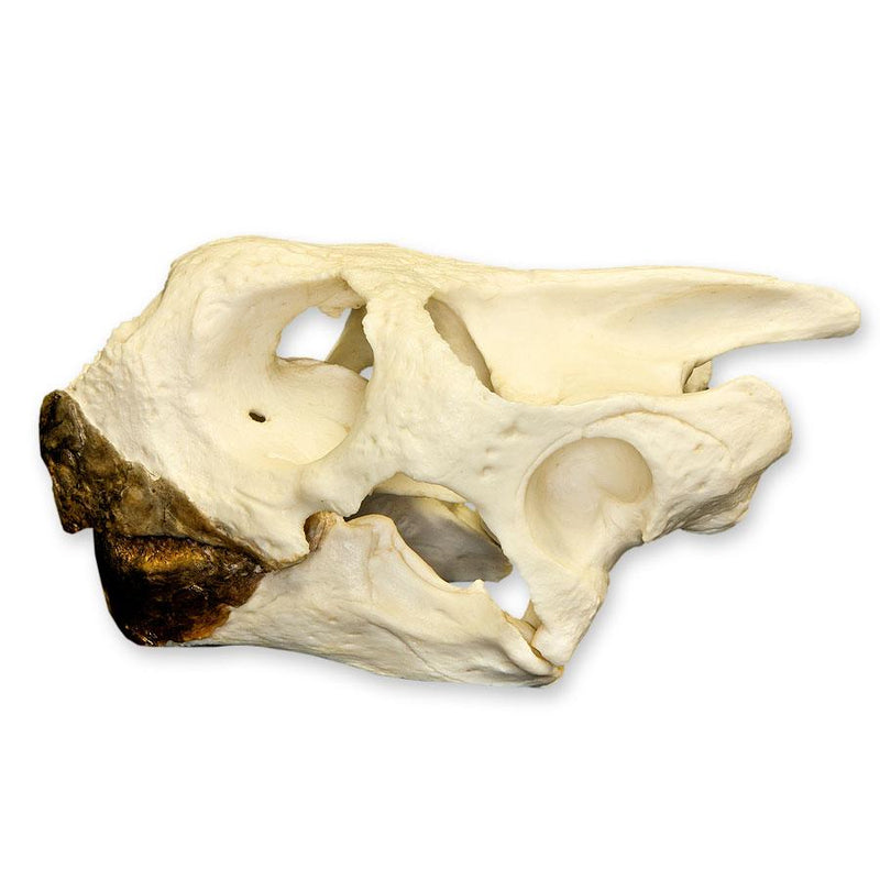 Replica Galápagos Tortoise Skull