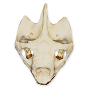 Replica Galápagos Tortoise Skull