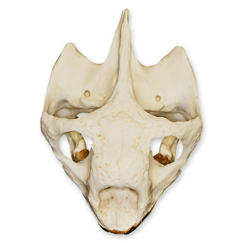 Replica Galápagos Tortoise Skull