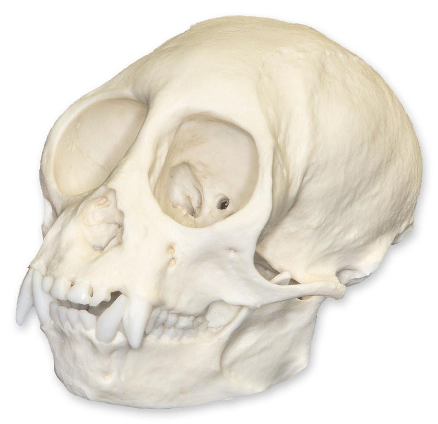 Replica Squirrel Monkey Skull — Skulls Unlimited International, Inc.