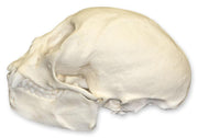 Replica Squirrel Monkey Skull