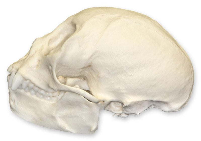 Replica Squirrel Monkey Skull
